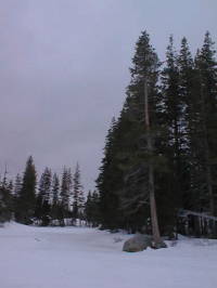 Rock, Tree, and Snow2.jpg (8378 bytes)