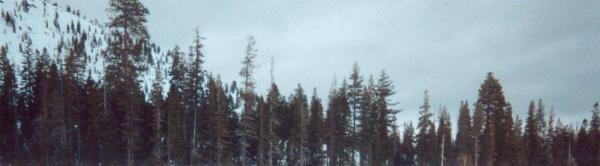 ShastaTrout2.JPG (16235 bytes)